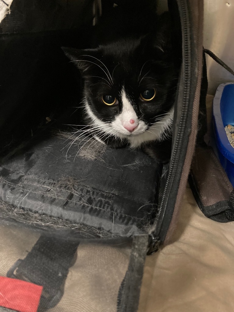 Otis
