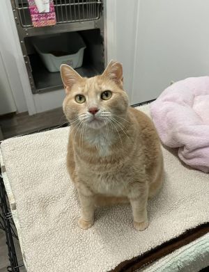 Puddin, Adult Female Domestic Short Hair