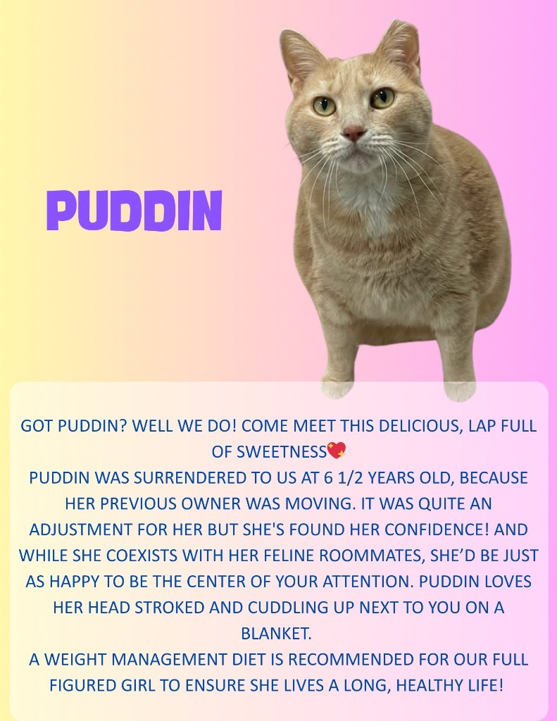 Puddin