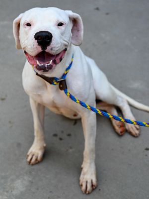 Tulip is ready to blossom in a home where she can finally be the center of someones world At 4