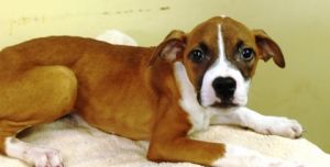 Zara, Baby Female Boxer