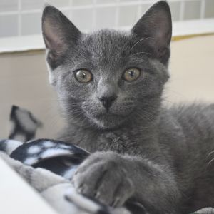 Wisp, Baby Female Domestic Medium Hair