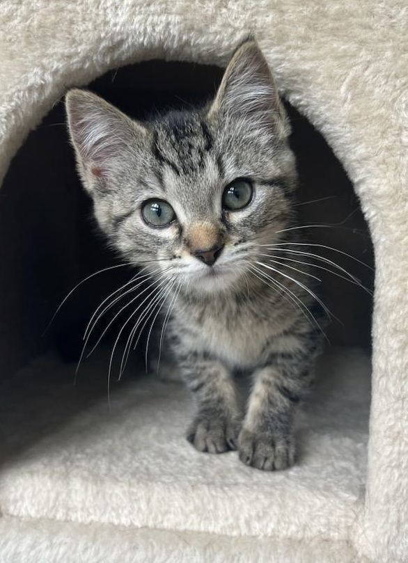 Tigra