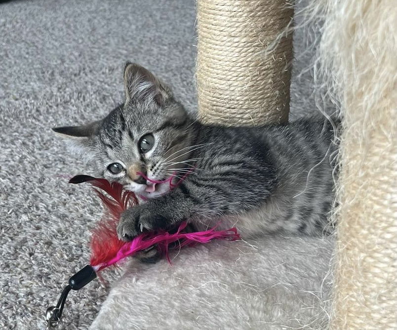 Tigra