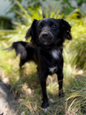 All of our dogs are spayedneutered shots current DHPP Bordetella and Rabies where applicable d