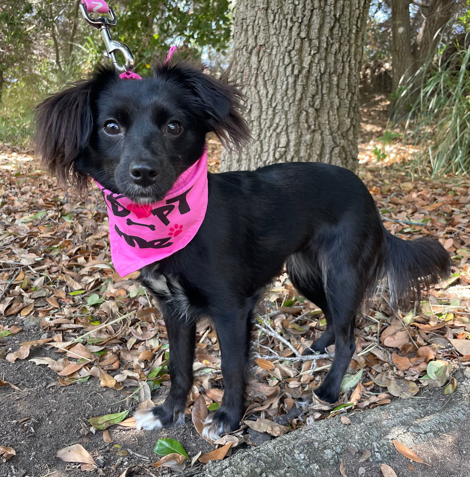 Confetti, an adoptable Papillon in Palo Alto, CA, 94306 | Photo Image 1
