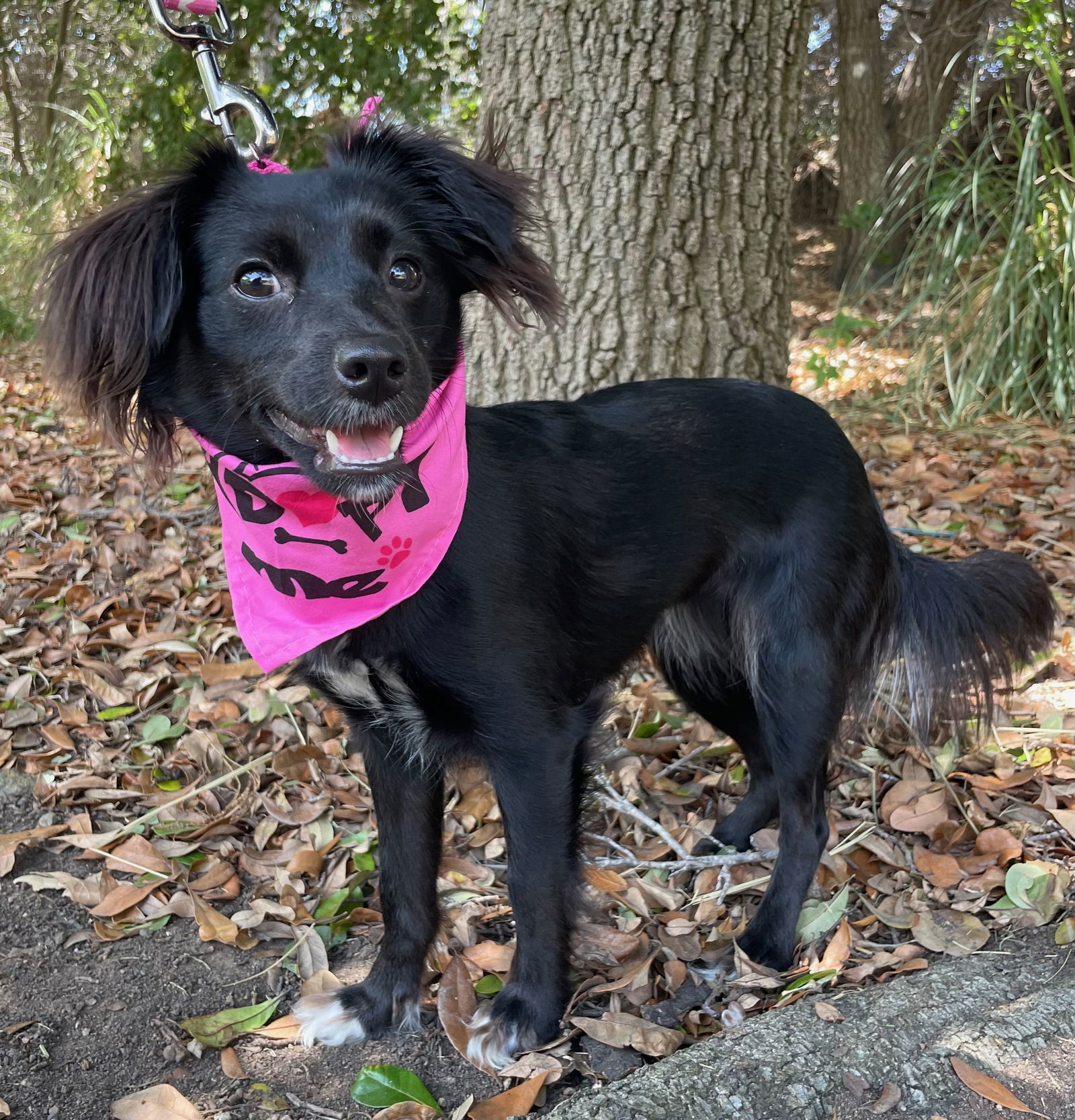 Confetti, an adoptable Papillon in Palo Alto, CA, 94306 | Photo Image 2