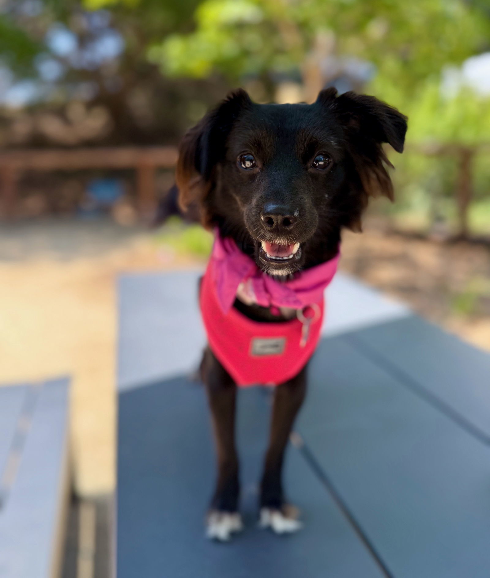 Confetti, an adoptable Papillon in Palo Alto, CA, 94306 | Photo Image 3