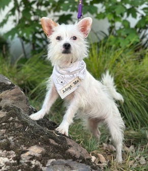 All of our dogs are spayedneutered shots current DHPP Bordetella and Rabies where applicable d