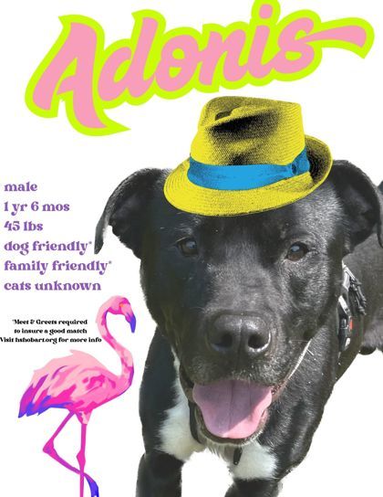 Adonis 1
