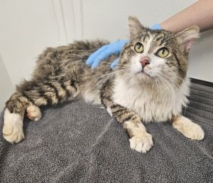 Bartholomeow