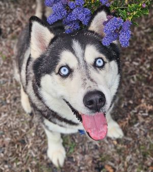 Daffodil, Senior Female Siberian Husky