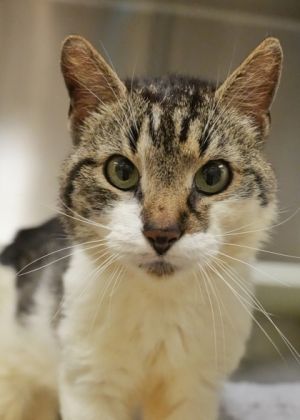 McPurr is a friendly affectionate cat whos learning how to be an indoor pet after a rough life on 