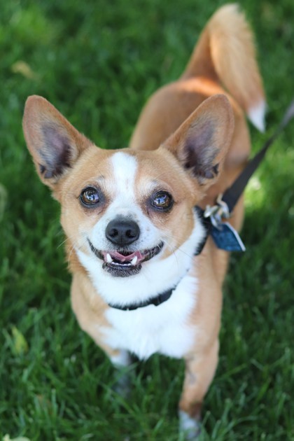 Toby 1