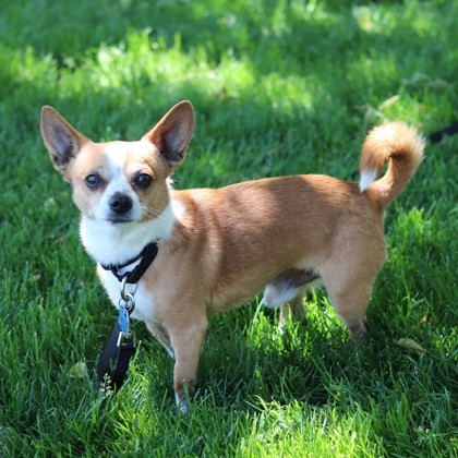 Toby 3