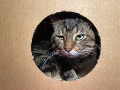 Milo
