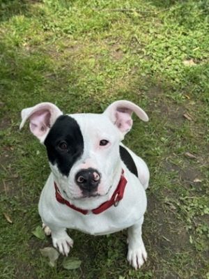 Belle, Adult Female Mixed Breed
