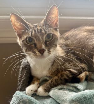 Isabella