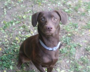 Rose, Young Female Terrier