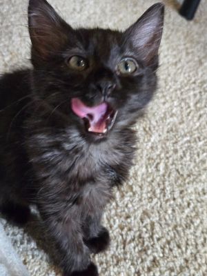Tippy is a sweet independent girl who likes climbing and napping She loves playing with her brothe