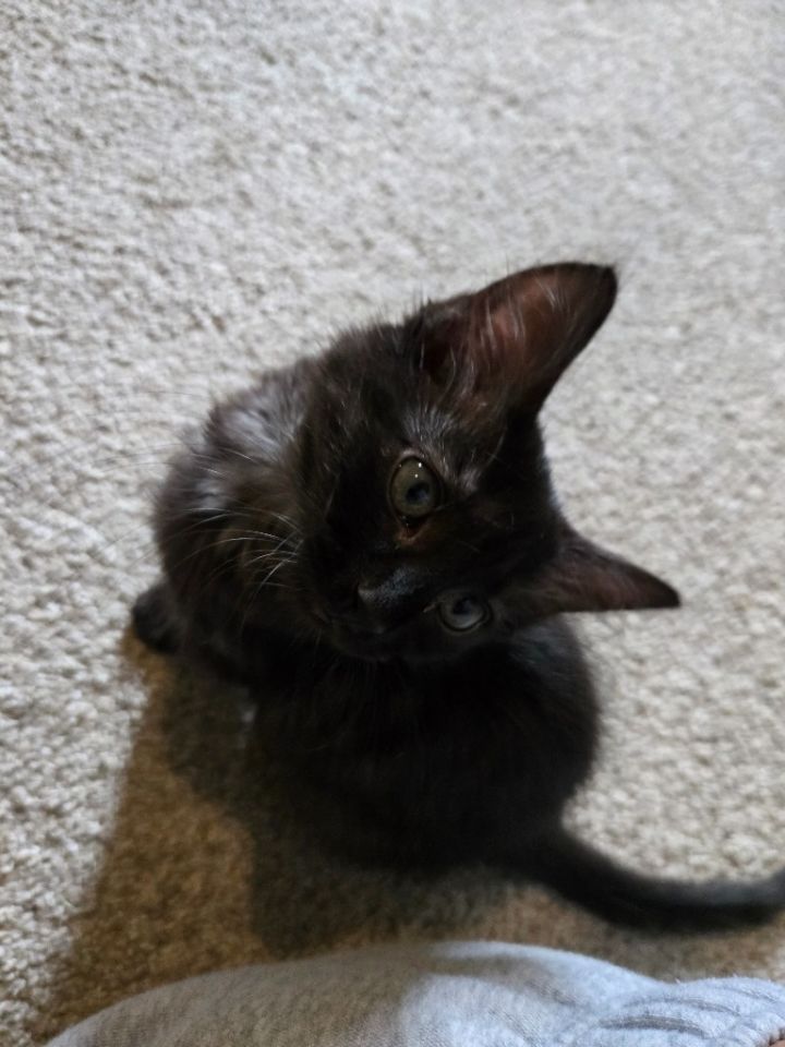 Tippy 2