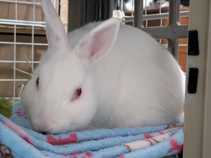 Blanche-Neige (Nimbus)