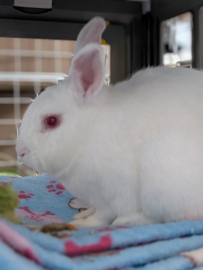 Blanche-Neige (Nimbus) 2