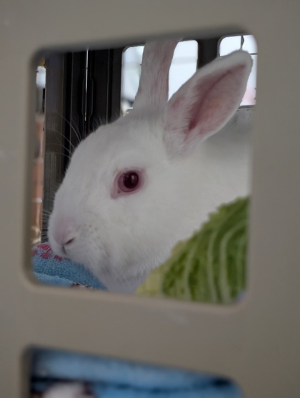 Blanche-Neige (Nimbus) 3