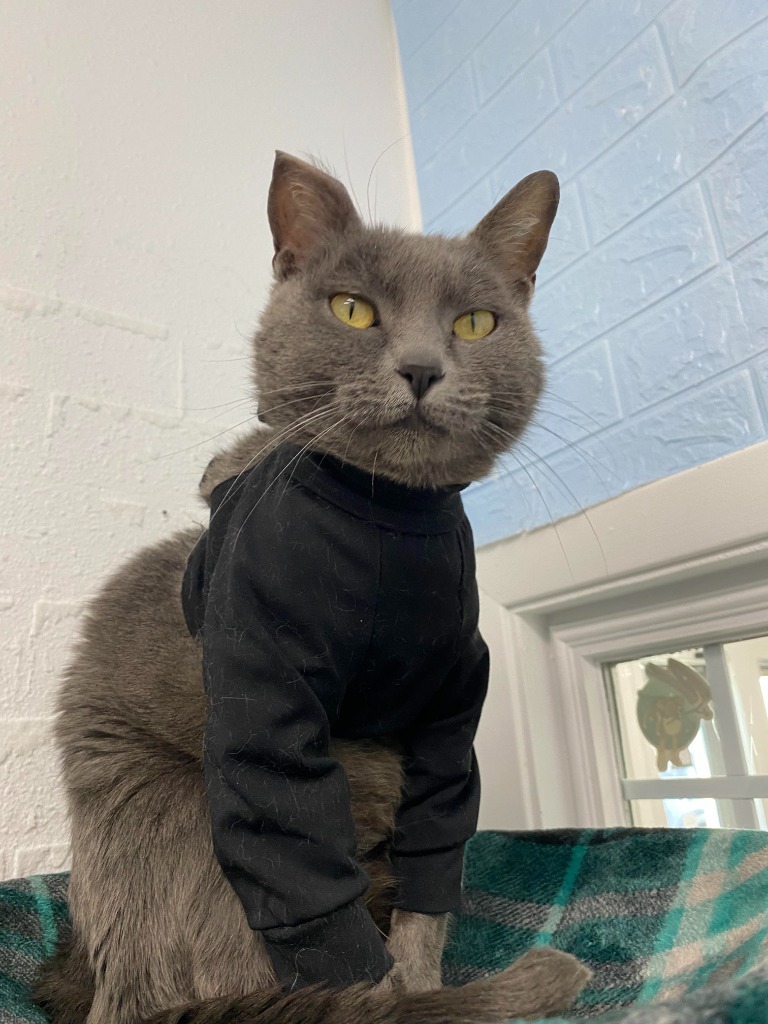 Xena, an adoptable Russian Blue in Brookings, OR, 97415 | Photo Image 1