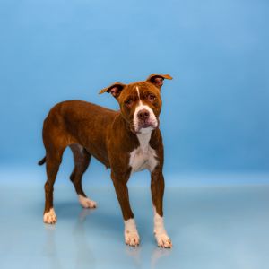 Primary Color Brown Secondary Color White Weight 465lbs Age 4yrs 4mths 1wks Animal has been Spa