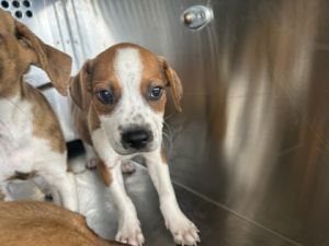 58593317, Adult Male Pit Bull Terrier