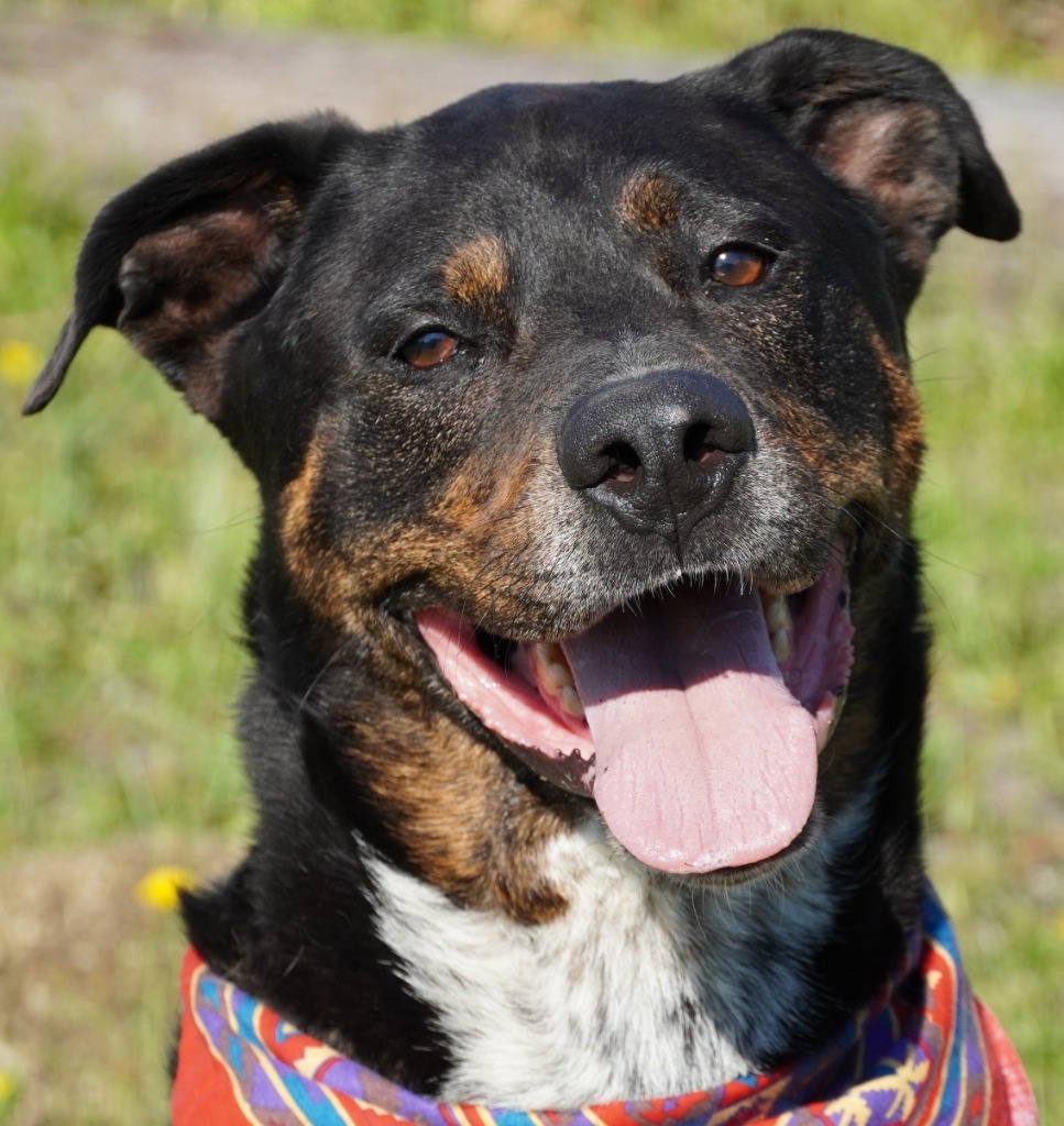 Angus, an adoptable Rottweiler, Cattle Dog in Grants Pass, OR, 97526 | Photo Image 1