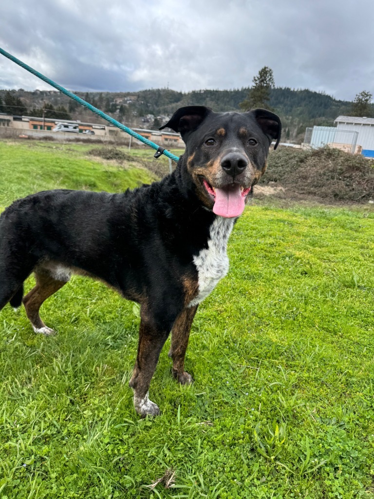 Angus, an adoptable Rottweiler, Cattle Dog in Grants Pass, OR, 97526 | Photo Image 2