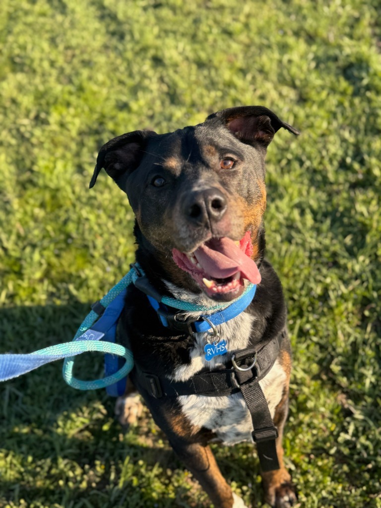 Angus, an adoptable Rottweiler, Cattle Dog in Grants Pass, OR, 97526 | Photo Image 3