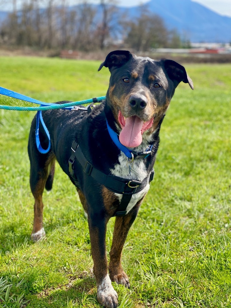 Angus, an adoptable Rottweiler, Cattle Dog in Grants Pass, OR, 97526 | Photo Image 6