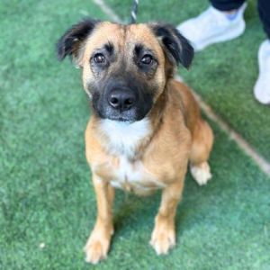 Laverne D., Adult Female Shepherd