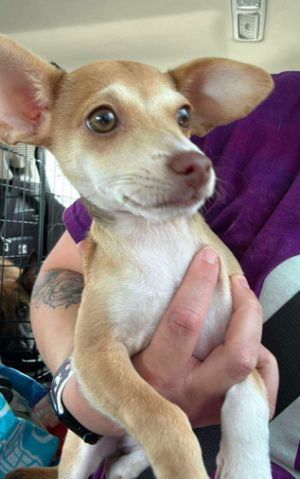 Alicia, Young Female Chihuahua
