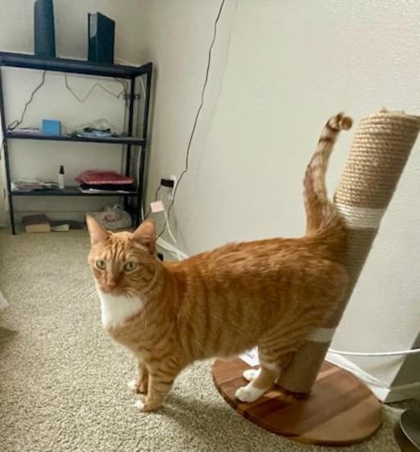 Sinatra