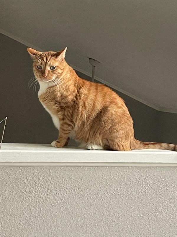 Sinatra
