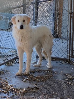 Sherman (Teddy)