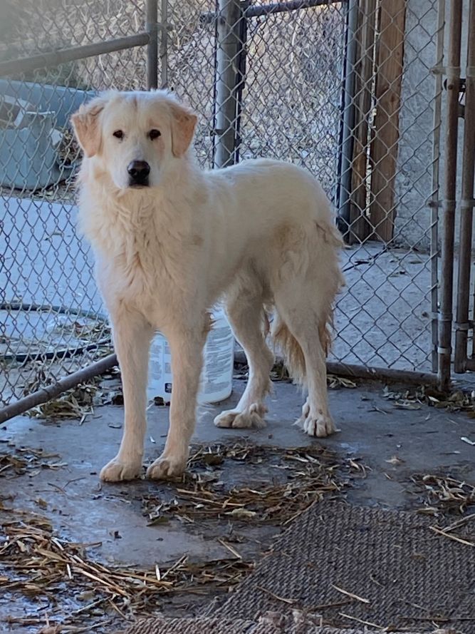 Sherman (Teddy)