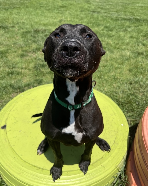 Arlo