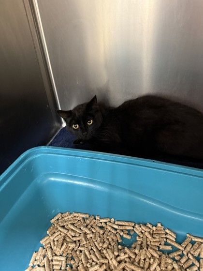 Barn Cat Cocoa Puff, an adoptable Domestic Short Hair in Longmont, CO, 80501 | Photo Image 1