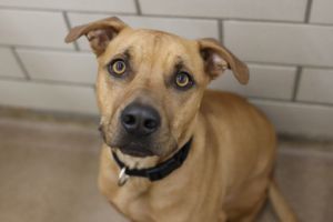 Hershey, Adult Male Pit Bull Terrier