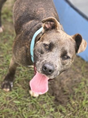 Teal(HW+), Young Female Pit Bull Terrier