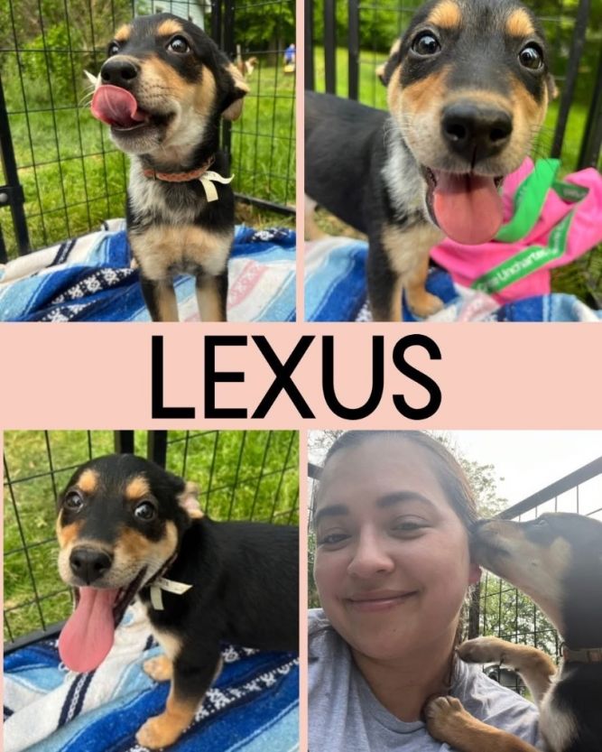 Lexus