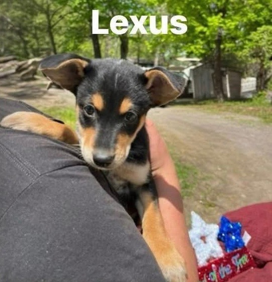Lexus 3