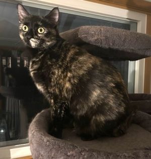 Lucy, Adult Female unknown