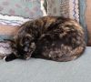 Lucy photo 2