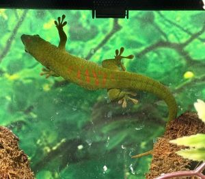 Primary Color Green Secondary Color Red Age 3yrs 0mths 1wks